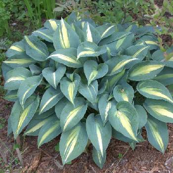 Хоста Hosta ‘Grand Marquee’